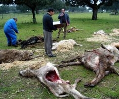Los ganaderos de la Sierra Norte de Guadalajara piden a la Junta que actúe contra los ataques de lobos